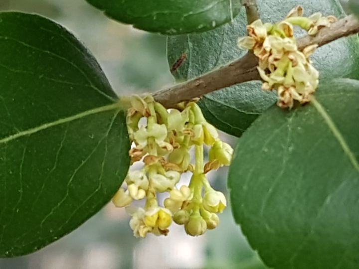 Albero incognito:  Phillyrea latifolia (Oleaceae)